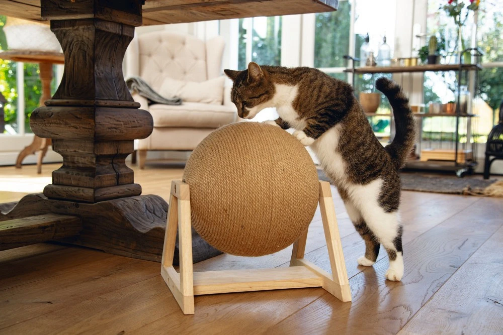 Designed By Lotte Krabbol Op Voet Xem 4 Designed By Lotte Krabbol Op Voet Xem - Afbeelding 2