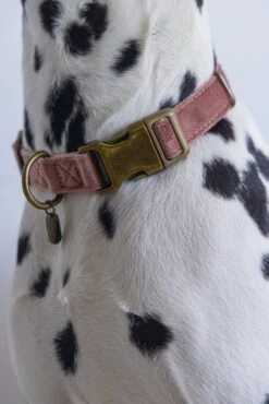 Designed By Lotte Hondenhalsband Velura Roze 48-70 X 2,5 Cm 10 Designed By Lotte Hondenhalsband Velura Roze 48-70 X 2,5 Cm -Designed By Lotte 8712695177401 2 1