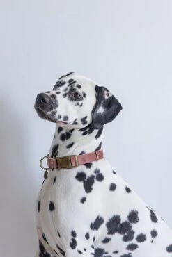 Designed By Lotte Hondenhalsband Velura Roze 48-70 X 2,5 Cm 11 Designed By Lotte Hondenhalsband Velura Roze 48-70 X 2,5 Cm -Designed By Lotte 8712695177401 3 1