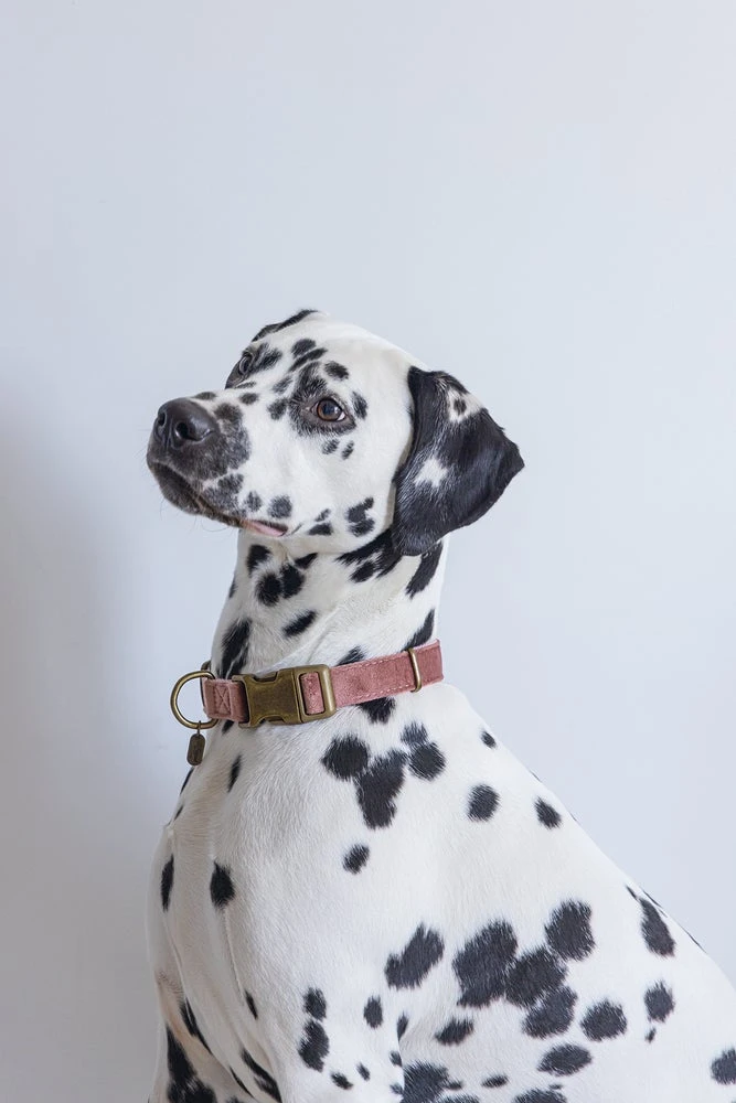 Designed By Lotte Hondenhalsband Velura Roze 48-70 X 2,5 Cm 6 Designed By Lotte Hondenhalsband Velura Roze 48-70 X 2,5 Cm - Afbeelding 4