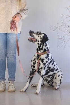 Designed By Lotte Hondenhalsband Velura Roze 48-70 X 2,5 Cm 12 Designed By Lotte Hondenhalsband Velura Roze 48-70 X 2,5 Cm -Designed By Lotte 8712695177401 4 1