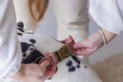 Designed By Lotte Hondenhalsband Velura Roze 48-70 X 2,5 Cm 13 Designed By Lotte Hondenhalsband Velura Roze 48-70 X 2,5 Cm -Designed By Lotte 8712695177401 5 1