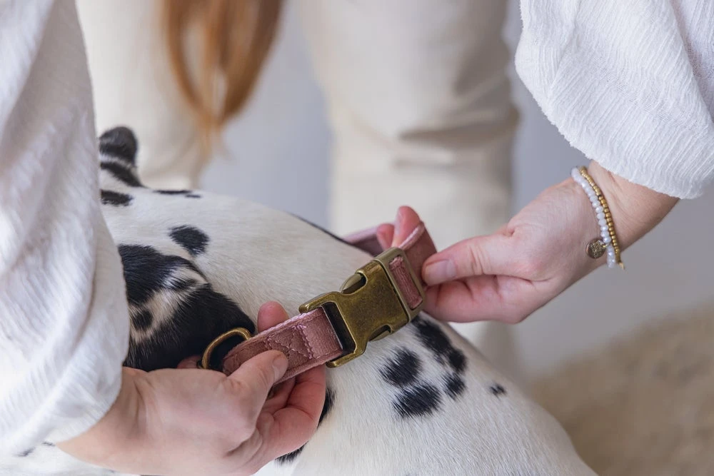 Designed By Lotte Hondenhalsband Velura Roze 48-70 X 2,5 Cm 8 Designed By Lotte Hondenhalsband Velura Roze 48-70 X 2,5 Cm - Afbeelding 6