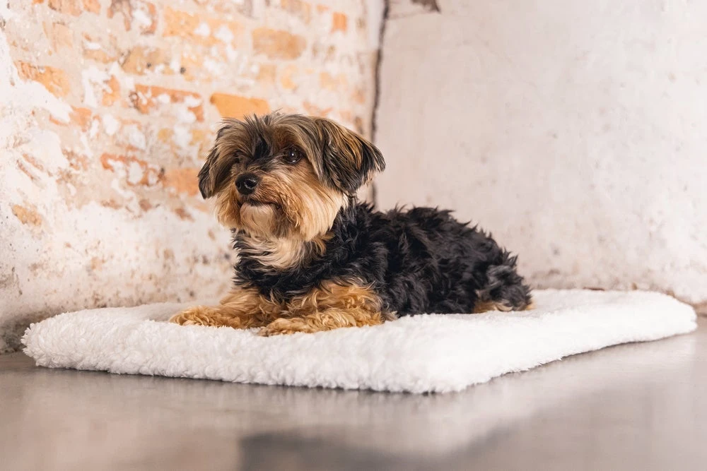 Designed By Lotte Vetbed Ligra Crème 49 X 36 X 3 Cm 8 Designed By Lotte Vetbed Ligra Crème 49 X 36 X 3 Cm - Afbeelding 6