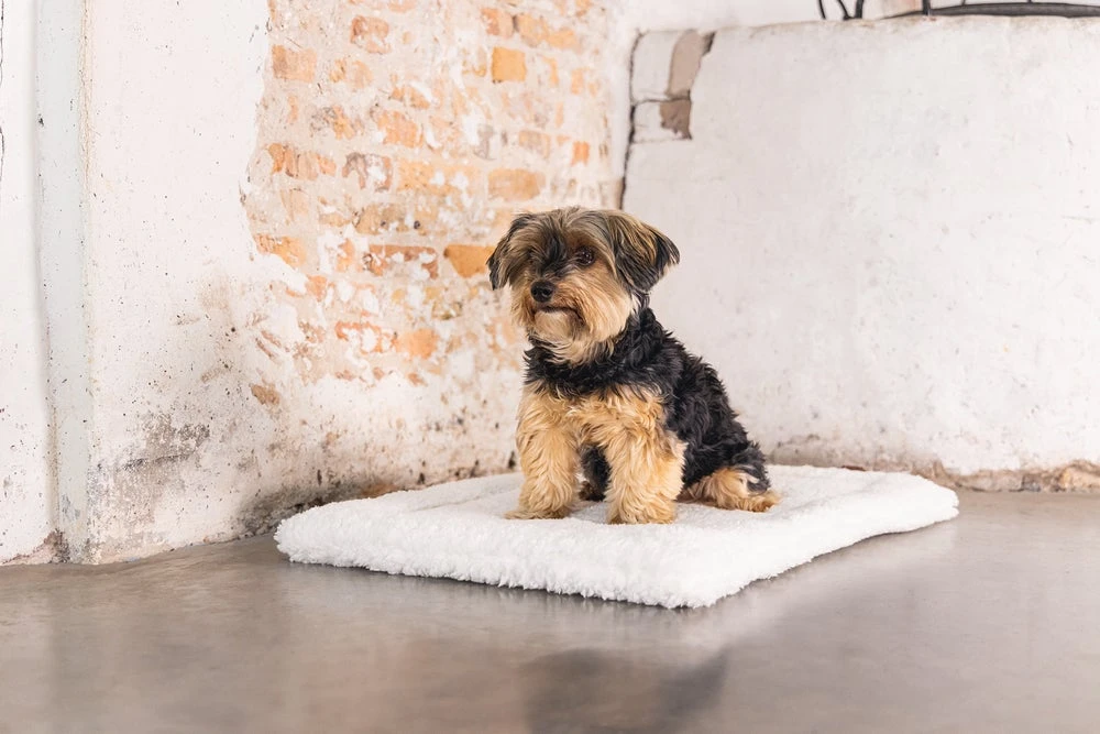 Designed By Lotte Vetbed Ligra Crème 49 X 36 X 3 Cm 9 Designed By Lotte Vetbed Ligra Crème 49 X 36 X 3 Cm - Afbeelding 7