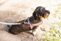 Designed By Lotte Hondentuig Velura Roze 46 Cm -Designed By Lotte 8712695185093 3