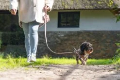 Designed By Lotte Hondentuig Velura Roze 46 Cm -Designed By Lotte 8712695185093 5