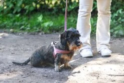 Designed By Lotte Hondentuig Velura Roze 46 Cm -Designed By Lotte 8712695185093 6