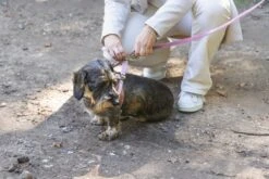 Designed By Lotte Hondentuig Velura Roze 46 Cm -Designed By Lotte 8712695185093 7