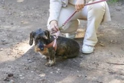 Designed By Lotte Hondentuig Velura Roze 46 Cm -Designed By Lotte 8712695185093 8