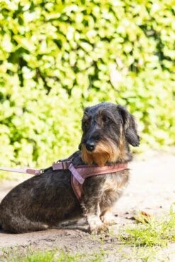 Designed By Lotte Hondentuig Velura Roze 46 Cm -Designed By Lotte 8712695185093 9