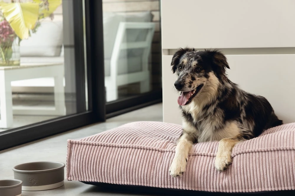 Designed By Lotte Hondenkussen Ribbed Roze 100 X 70 X 15 Cm 5 Designed By Lotte Hondenkussen Ribbed Roze 100 X 70 X 15 Cm - Afbeelding 3