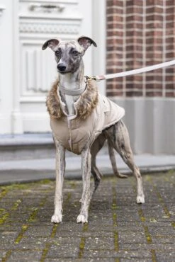 Designed By Lotte Hondenjas Philos Beige XL 36 X 56 X 1 Cm 23 Designed By Lotte Hondenjas Philos Beige XL 36 X 56 X 1 Cm -Designed By Lotte 8712695196563 10