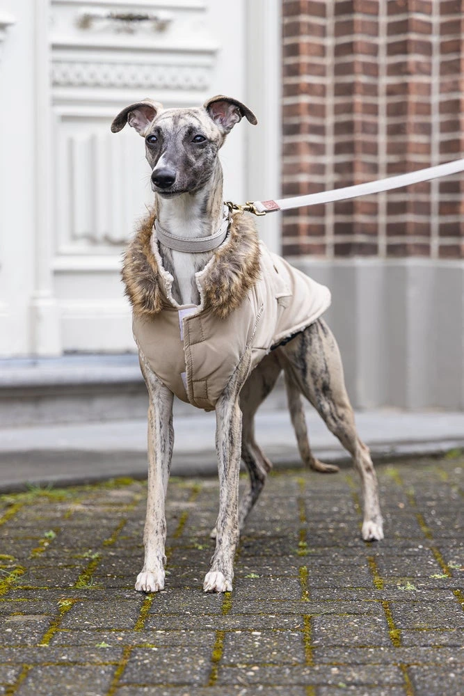 Designed By Lotte Hondenjas Philos Beige XL 36 X 56 X 1 Cm 12 Designed By Lotte Hondenjas Philos Beige XL 36 X 56 X 1 Cm - Afbeelding 10