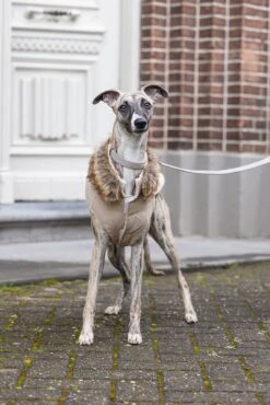 Designed By Lotte Hondenjas Philos Beige XL 36 X 56 X 1 Cm 24 Designed By Lotte Hondenjas Philos Beige XL 36 X 56 X 1 Cm -Designed By Lotte 8712695196563 11