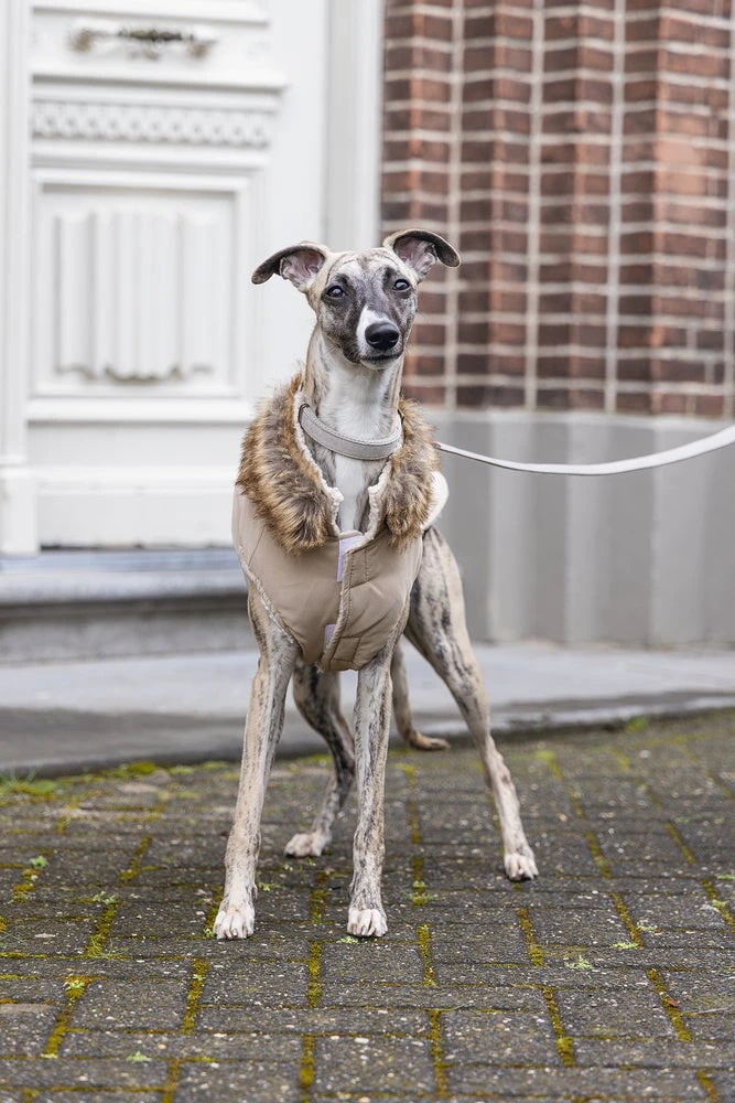 Designed By Lotte Hondenjas Philos Beige XL 36 X 56 X 1 Cm 13 Designed By Lotte Hondenjas Philos Beige XL 36 X 56 X 1 Cm - Afbeelding 11