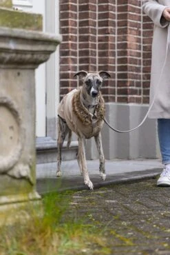 Designed By Lotte Hondenjas Philos Beige XL 36 X 56 X 1 Cm 25 Designed By Lotte Hondenjas Philos Beige XL 36 X 56 X 1 Cm -Designed By Lotte 8712695196563 12