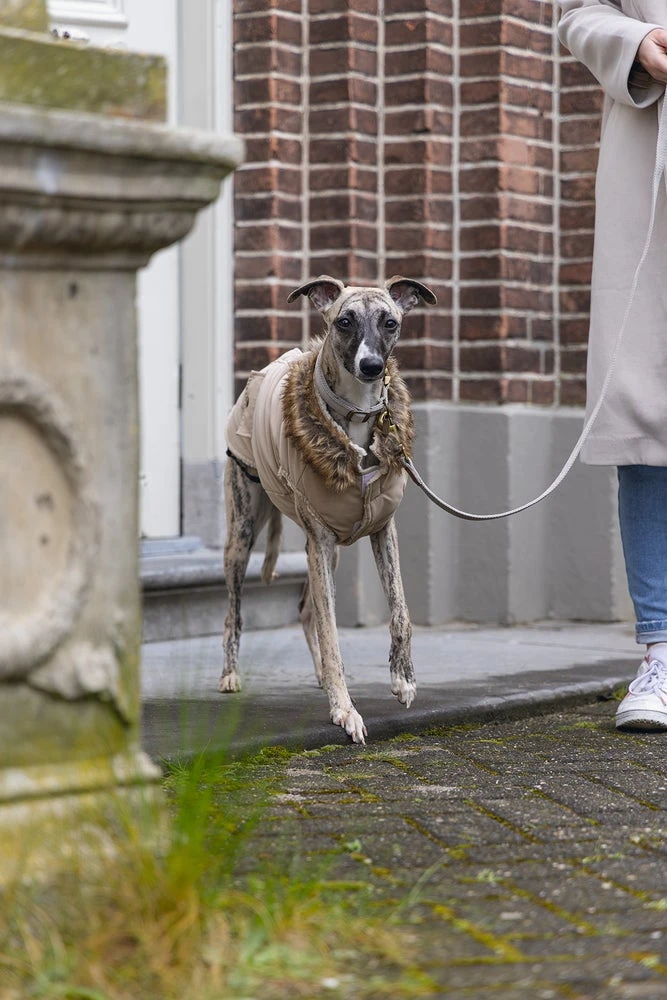 Designed By Lotte Hondenjas Philos Beige XL 36 X 56 X 1 Cm 14 Designed By Lotte Hondenjas Philos Beige XL 36 X 56 X 1 Cm - Afbeelding 12