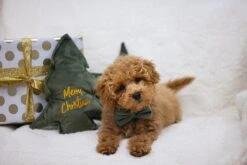 Designed By Lotte Hondenknuffel Velvet Groen 3 X 27 X 27 Cm 7 Designed By Lotte Hondenknuffel Velvet Groen 3 X 27 X 27 Cm -Designed By Lotte 8712695196723 2