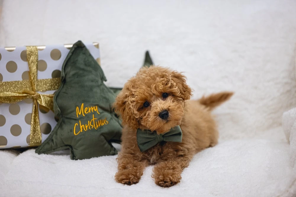 Designed By Lotte Hondenknuffel Velvet Groen 3 X 27 X 27 Cm 5 Designed By Lotte Hondenknuffel Velvet Groen 3 X 27 X 27 Cm - Afbeelding 3