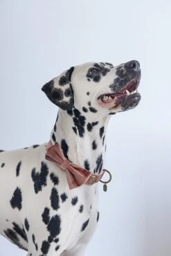 Designed By Lotte Hondenstrik Zaza Roest M -Designed By Lotte 8712695200079 2