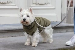 Designed By Lotte Hondenjas Victoria Groen 28 X 28 X 1 Cm -Designed By Lotte 8712695210702 14