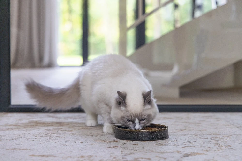 Designed By Lotte Kattenvoerbak Jace Zwart D 15 H 3 Cm 5 Designed By Lotte Kattenvoerbak Jace Zwart D 15 H 3 Cm - Afbeelding 3