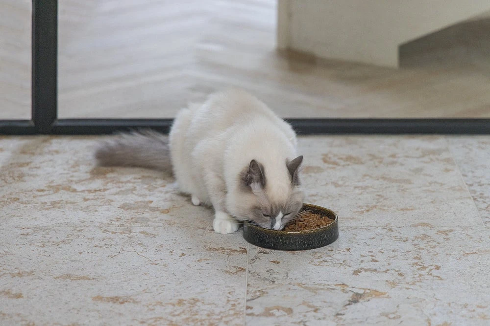 Designed By Lotte Kattenvoerbak Jace Zwart D 15 H 3 Cm 6 Designed By Lotte Kattenvoerbak Jace Zwart D 15 H 3 Cm - Afbeelding 4