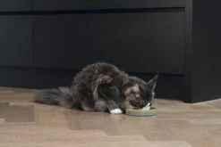 Designed By Lotte Kattenvoerbak Jace Groen D 15 H 3 Cm 11 Designed By Lotte Kattenvoerbak Jace Groen D 15 H 3 Cm -Designed By Lotte 8712695211464 3