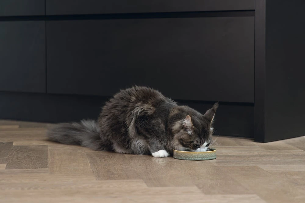 Designed By Lotte Kattenvoerbak Jace Groen D 15 H 3 Cm 5 Designed By Lotte Kattenvoerbak Jace Groen D 15 H 3 Cm - Afbeelding 3