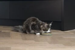 Designed By Lotte Kattenvoerbak Jace Groen D 15 H 3 Cm 12 Designed By Lotte Kattenvoerbak Jace Groen D 15 H 3 Cm -Designed By Lotte 8712695211464 4