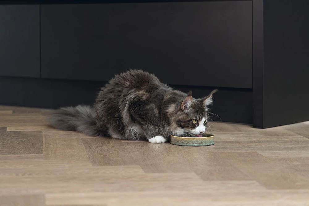 Designed By Lotte Kattenvoerbak Jace Groen D 15 H 3 Cm 6 Designed By Lotte Kattenvoerbak Jace Groen D 15 H 3 Cm - Afbeelding 4