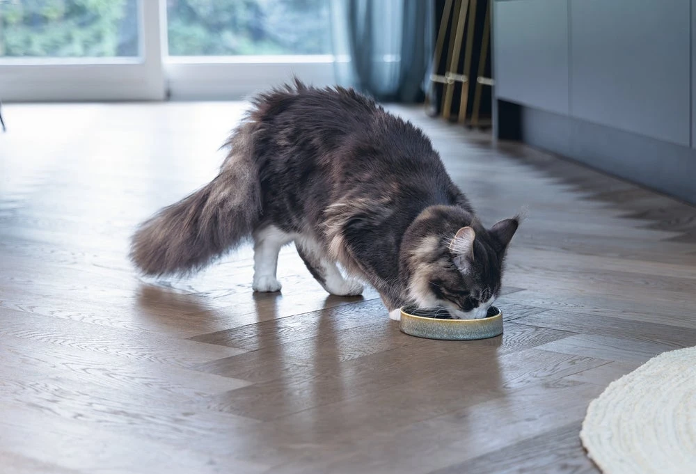 Designed By Lotte Kattenvoerbak Jace Groen D 15 H 3 Cm 7 Designed By Lotte Kattenvoerbak Jace Groen D 15 H 3 Cm - Afbeelding 5