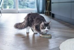 Designed By Lotte Kattenvoerbak Jace Groen D 15 H 3 Cm 14 Designed By Lotte Kattenvoerbak Jace Groen D 15 H 3 Cm -Designed By Lotte 8712695211464 6