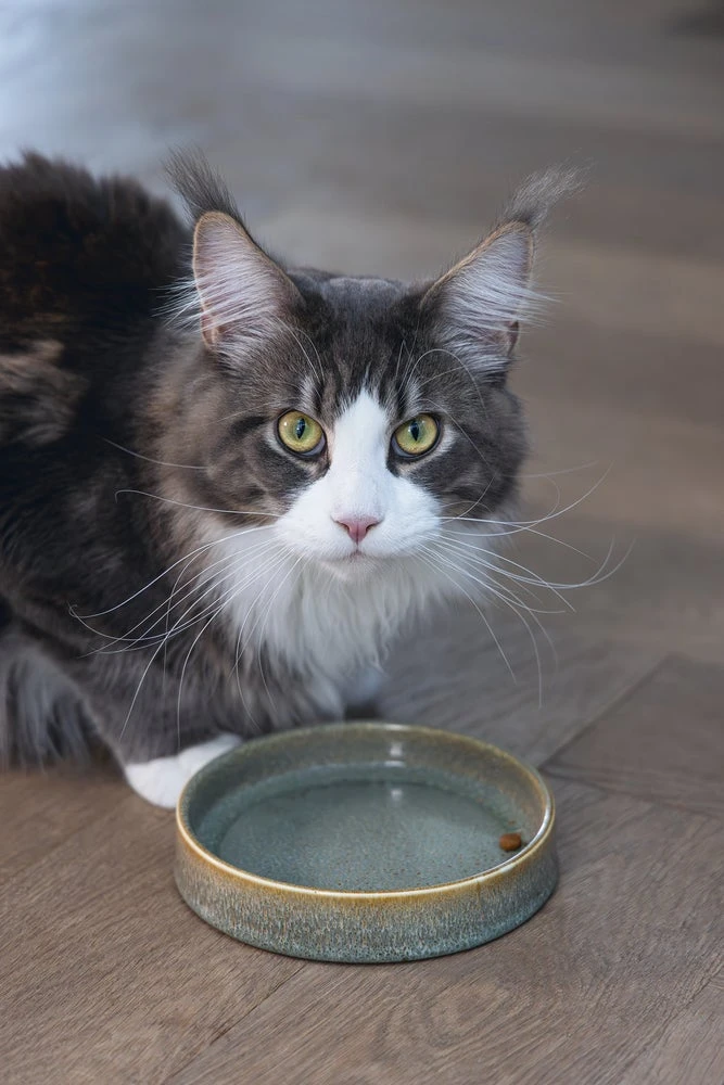 Designed By Lotte Kattenvoerbak Jace Groen D 15 H 3 Cm 9 Designed By Lotte Kattenvoerbak Jace Groen D 15 H 3 Cm - Afbeelding 7